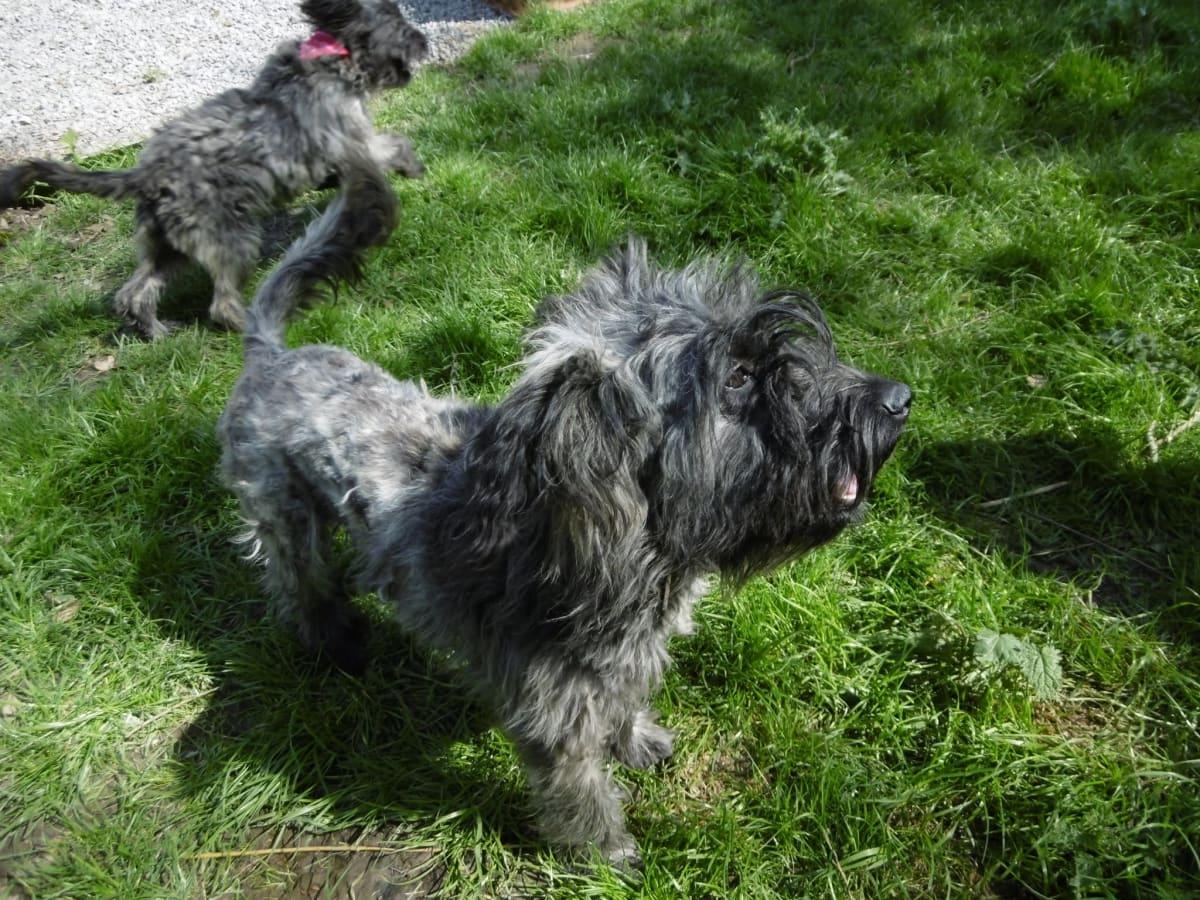 Nos chiens