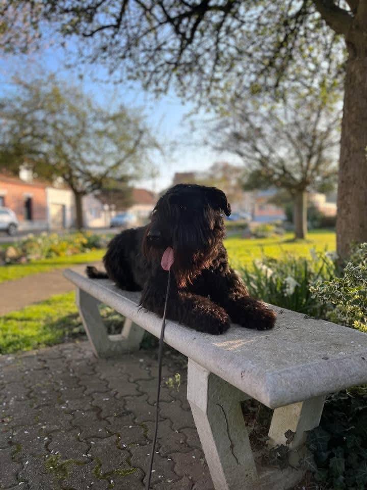 Nos chiens