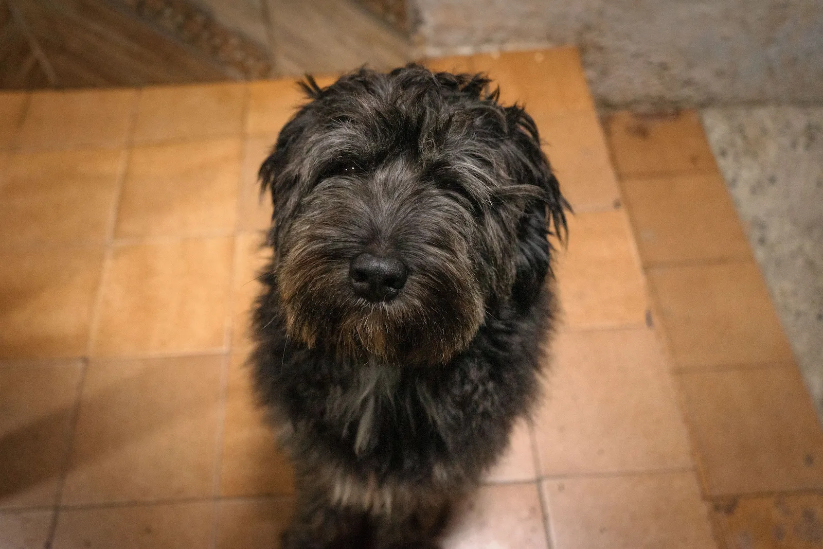 Chien au refuge