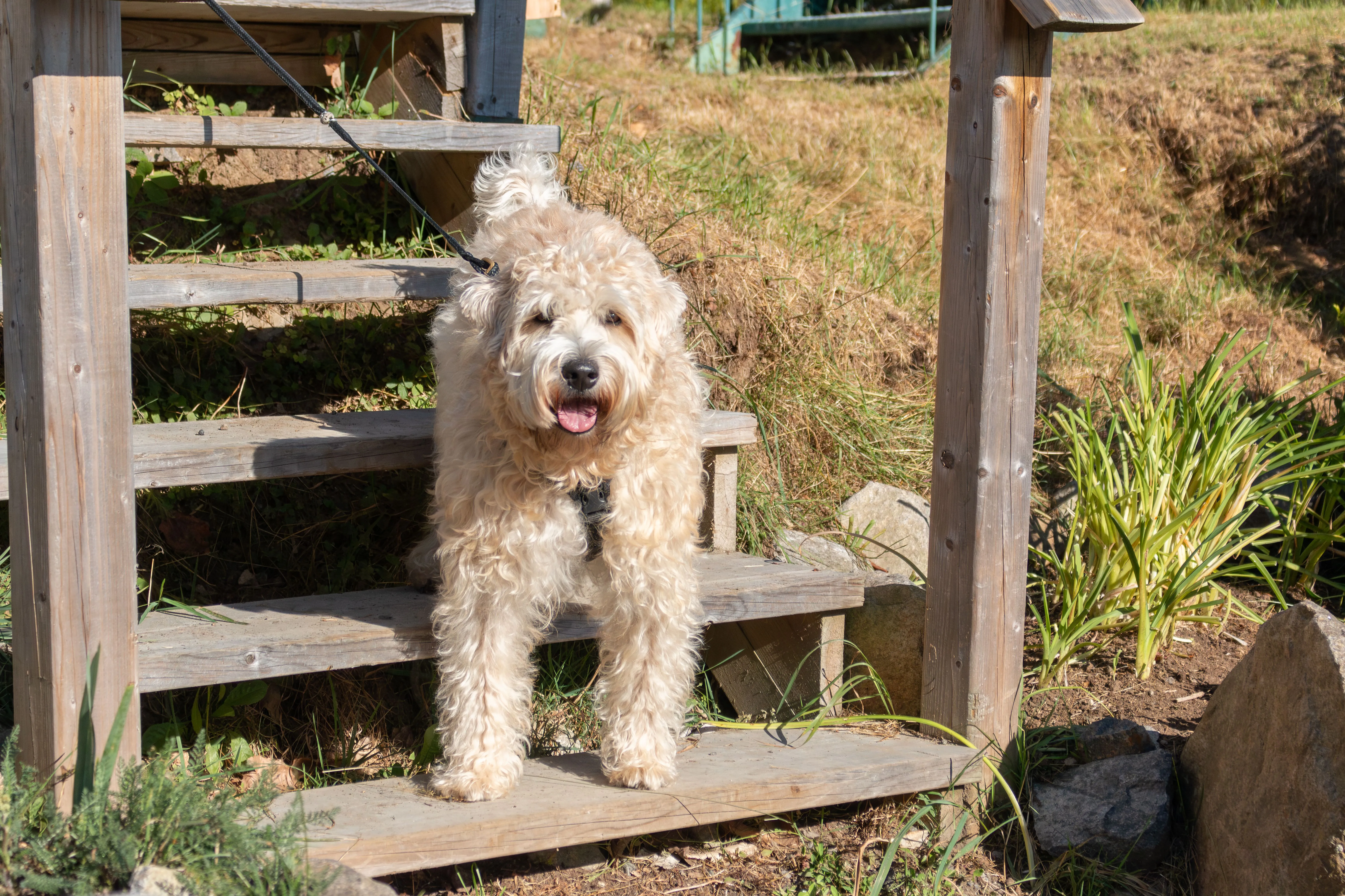 Chien au refuge