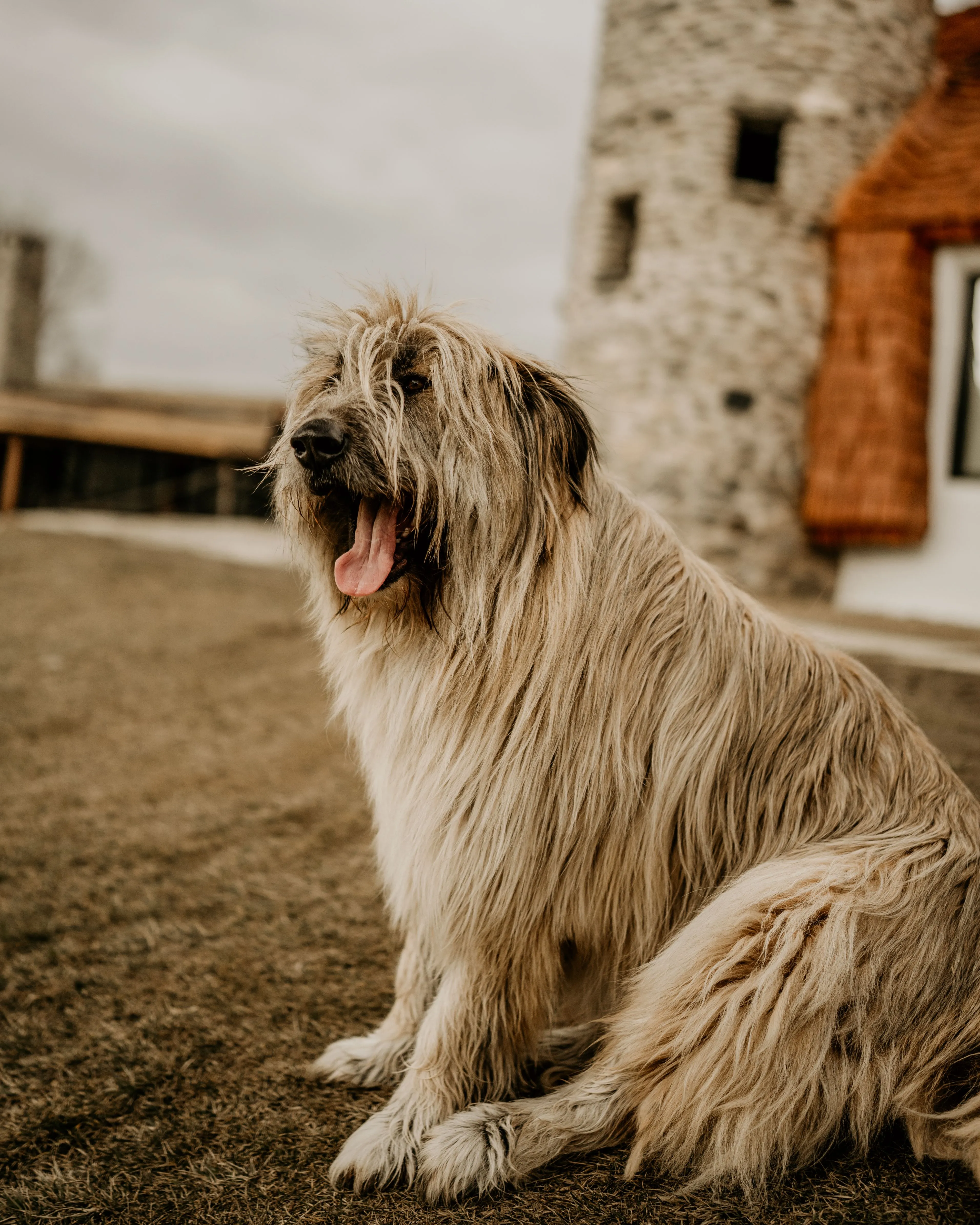 Chien au refuge