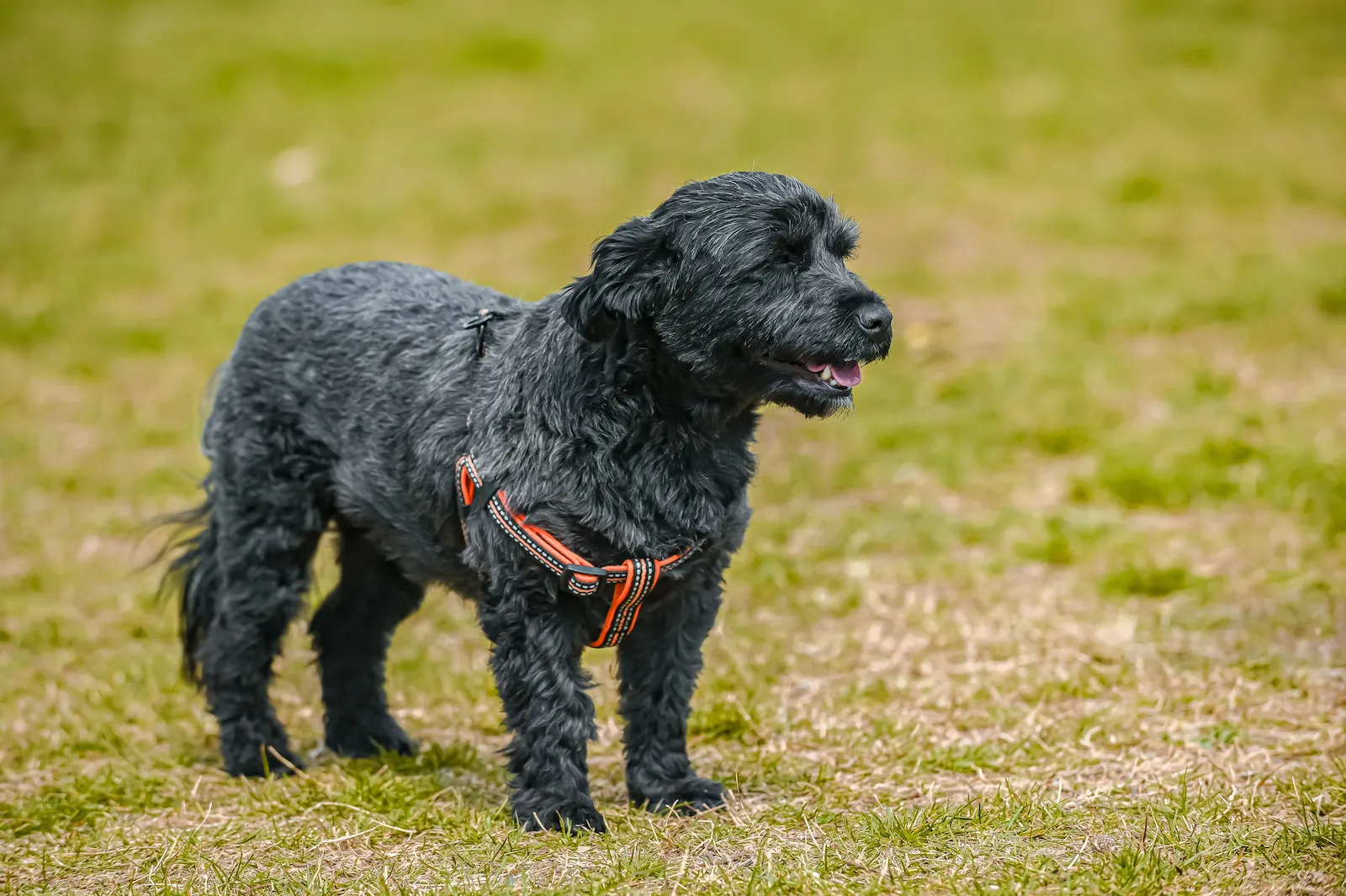Chien au refuge